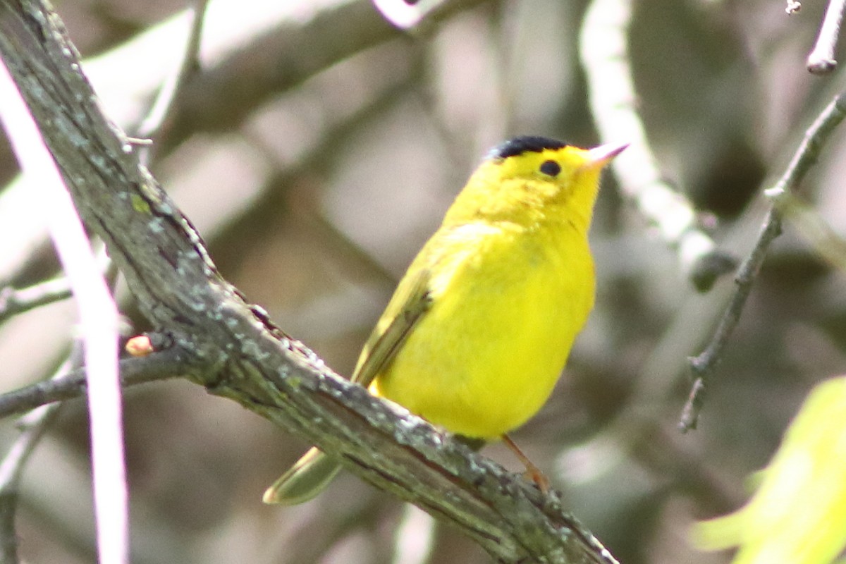 Wilson's Warbler - Piming Kuo
