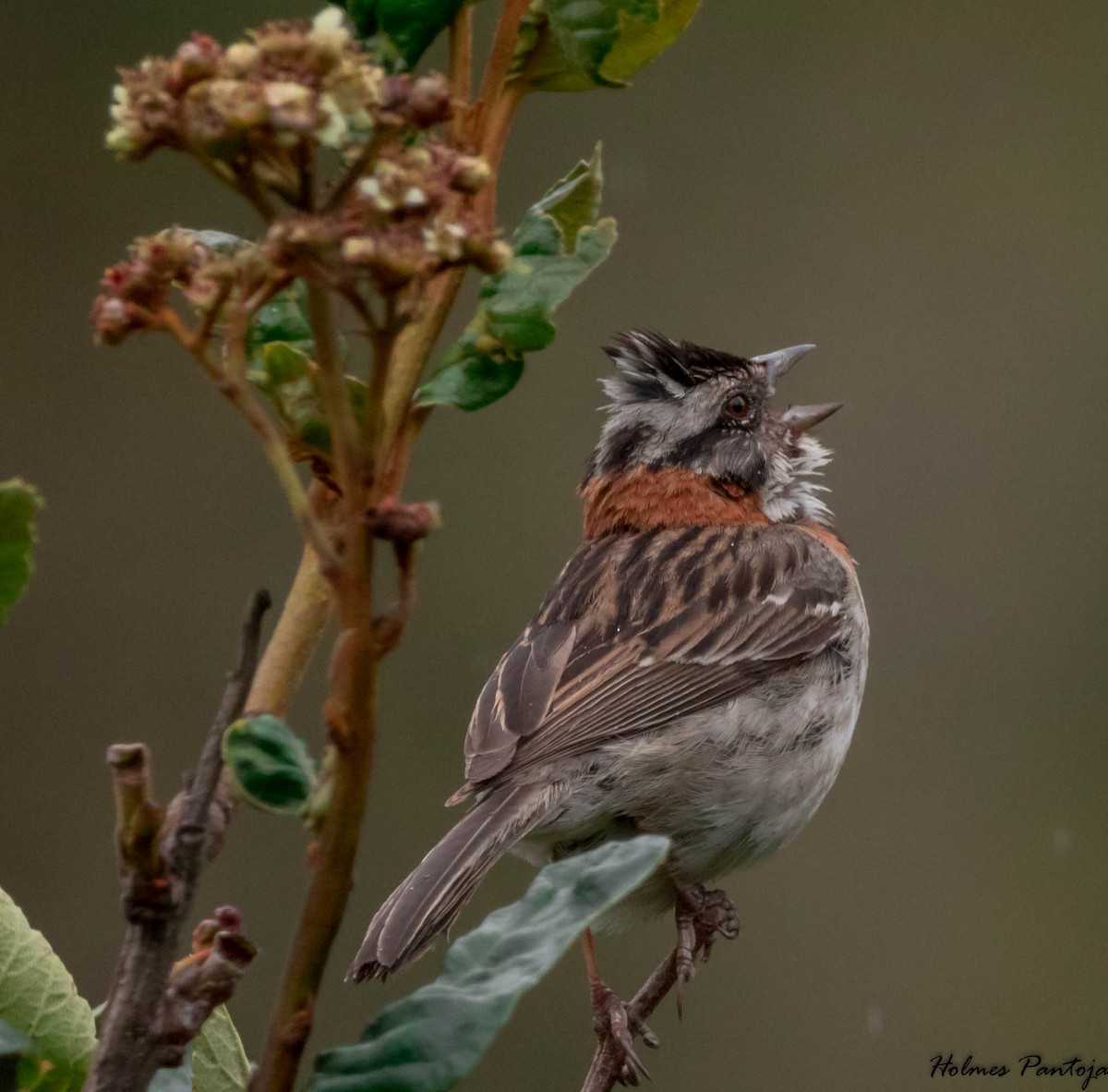 Rufous-collared Sparrow - Holmes Pantoja