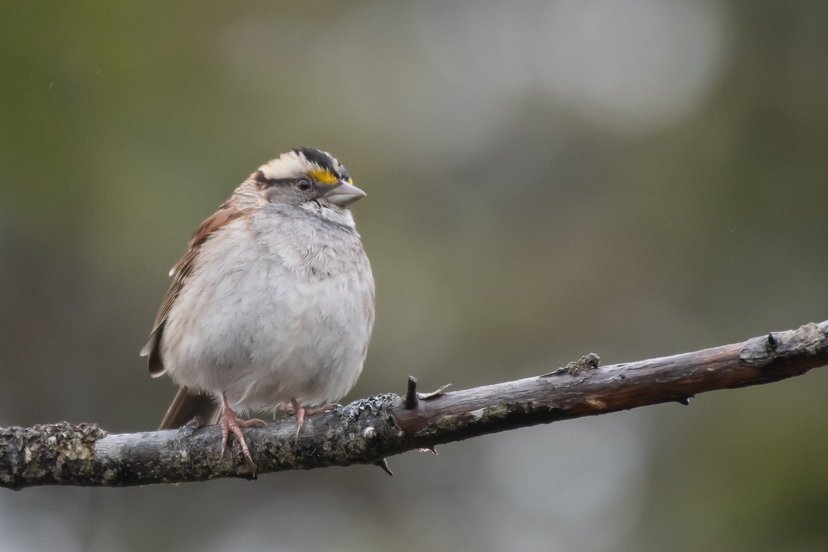 White-throated Sparrow - ML231088911