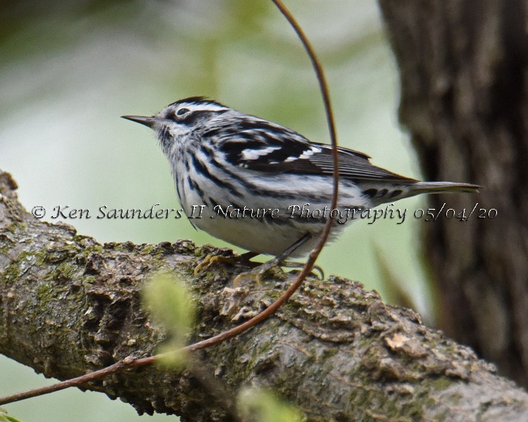 Black-and-white Warbler - ML231094401