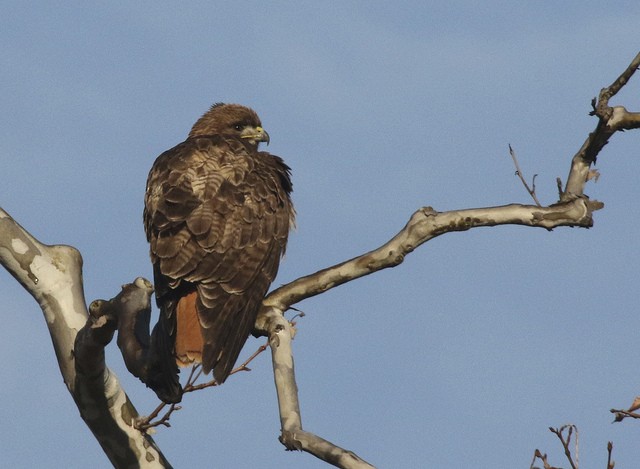 Red-tailed Hawk - ML23109851