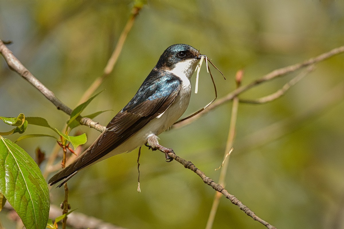 Tree Swallow - Roger Beardmore
