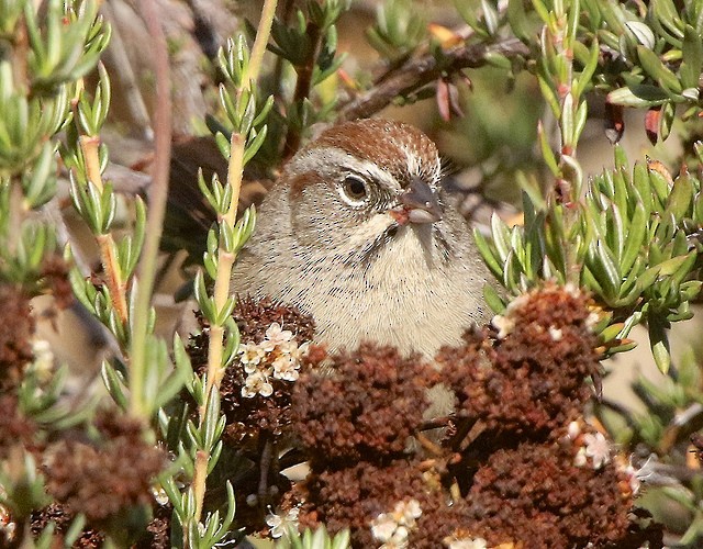 Rufous-crowned Sparrow - ML23109981