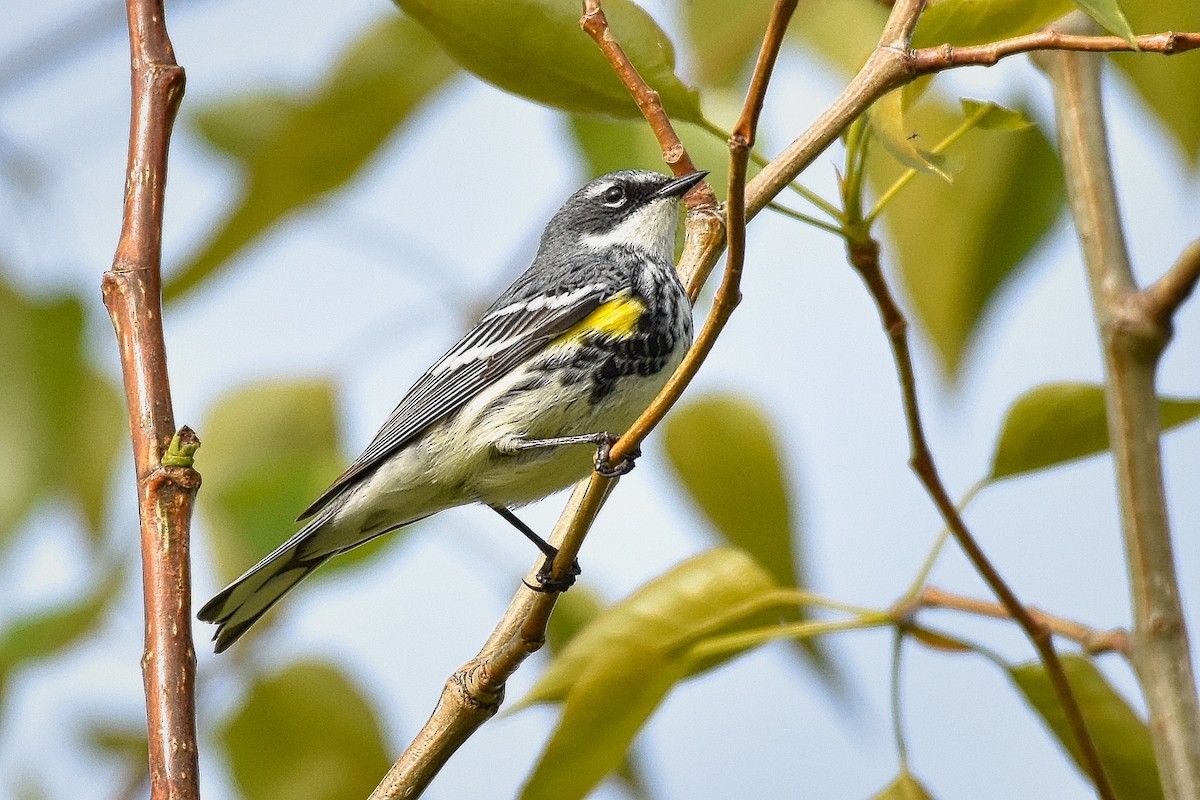 Yellow-rumped Warbler (Myrtle) - Roger Beardmore