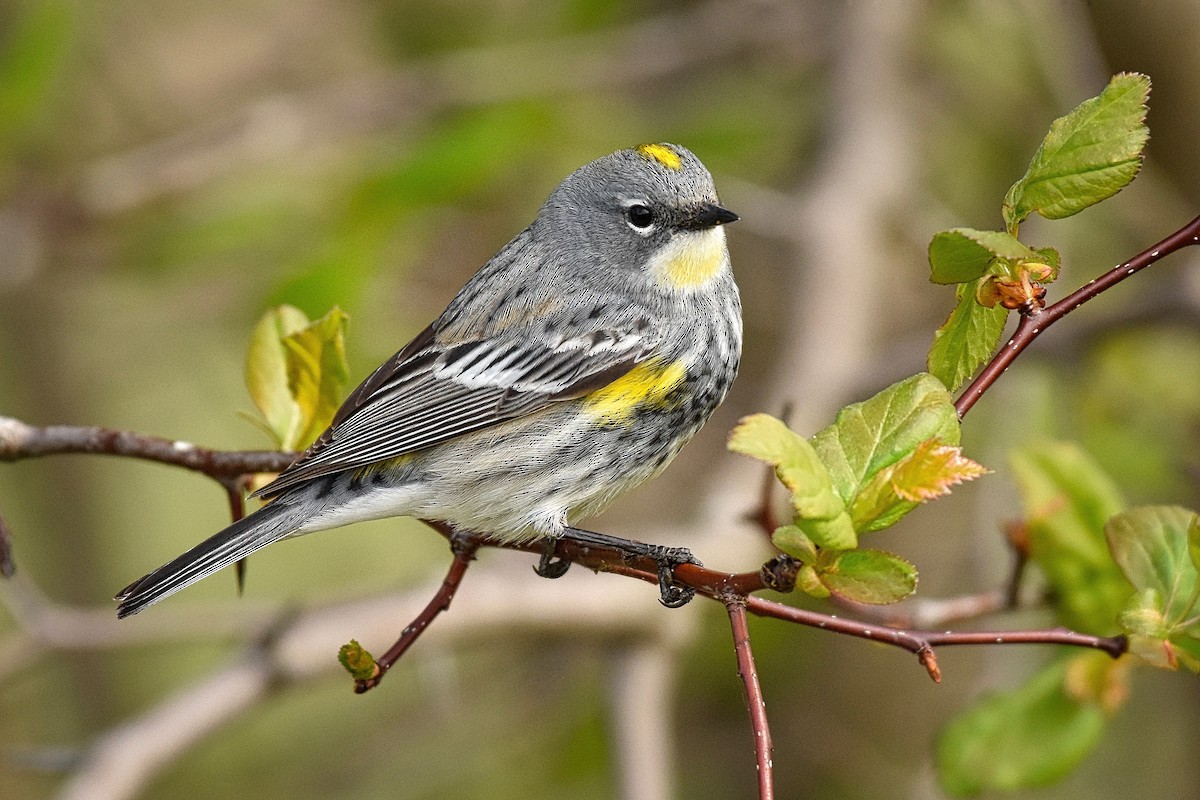 Yellow-rumped Warbler (Myrtle x Audubon's) - Roger Beardmore