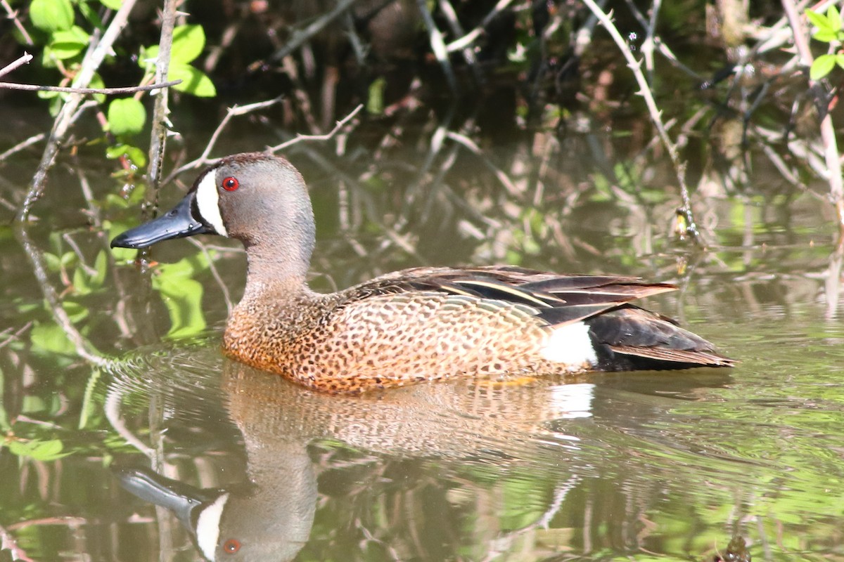Blue-winged Teal - Piming Kuo