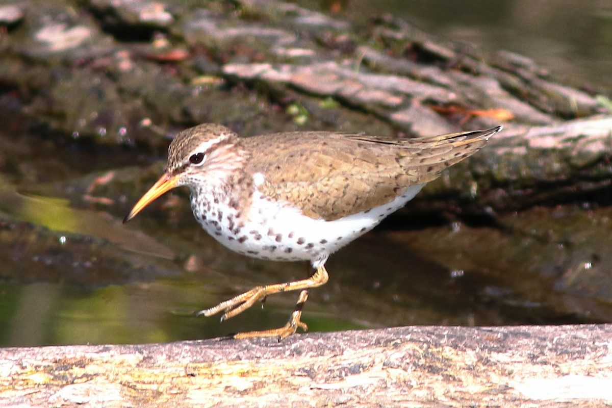 Spotted Sandpiper - Piming Kuo