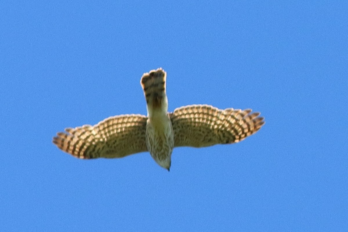 Northern Harrier - Piming Kuo