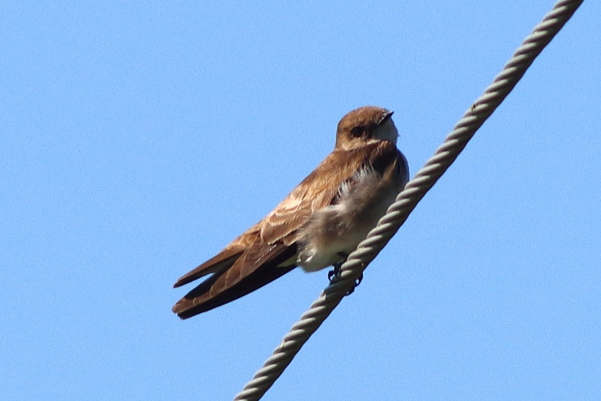 Northern Rough-winged Swallow - Piming Kuo
