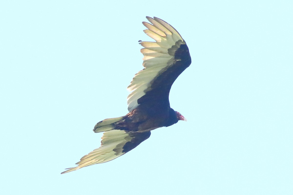Turkey Vulture - Piming Kuo