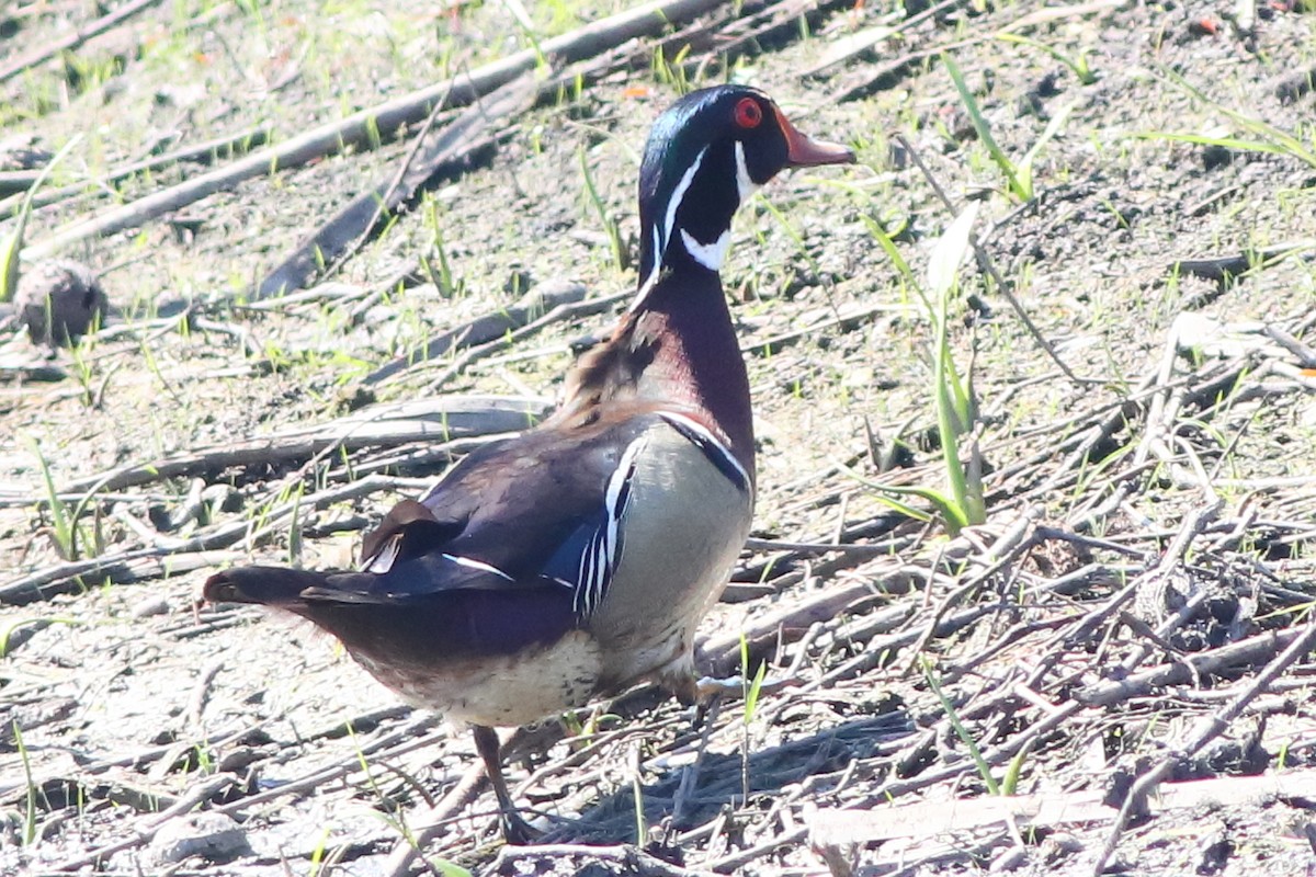 Wood Duck - Piming Kuo