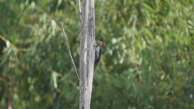 Lineated Woodpecker - ML231105641