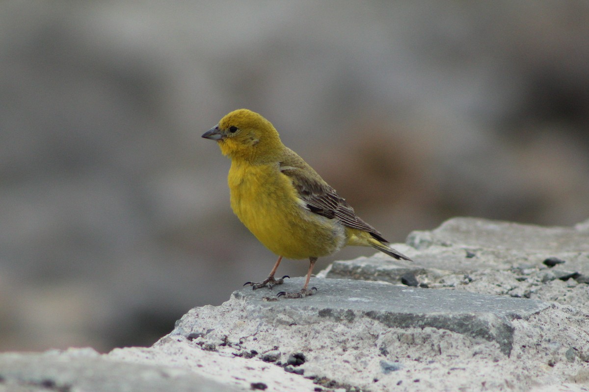 Greater Yellow-Finch - Matías Garrido 🐧