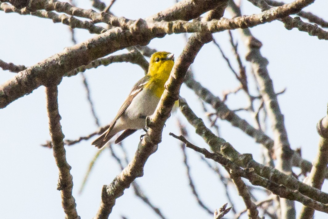eBird Checklist 3 May 2020 Bolton Flats WMAPine Hill Rd. Grasslands 21 species (+1 other