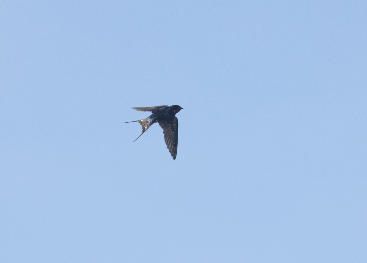 Barn Swallow (American) - ML231112281