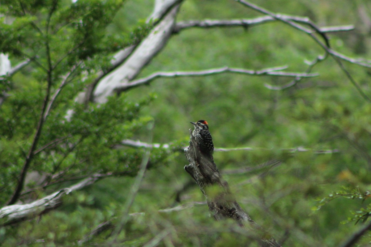 Striped Woodpecker - Matías Garrido 🐧