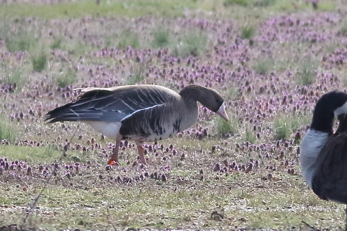 Greater White-fronted Goose - ML231115511