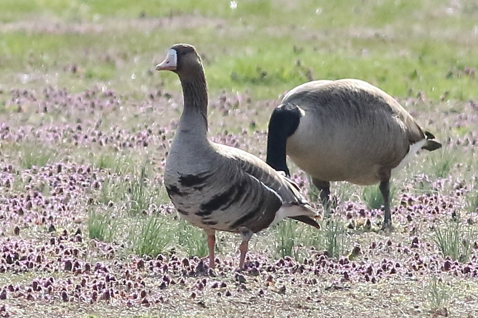 Greater White-fronted Goose - ML231115521