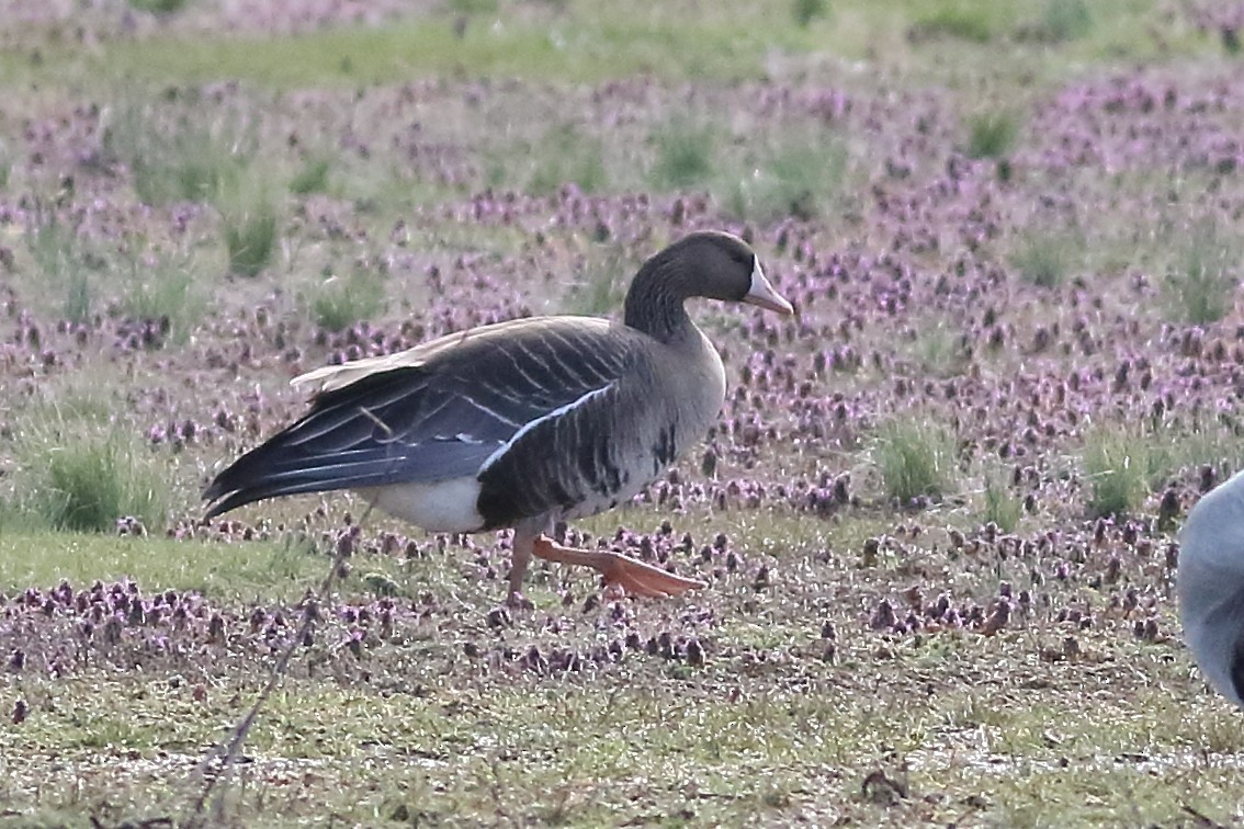 Greater White-fronted Goose - ML231115531