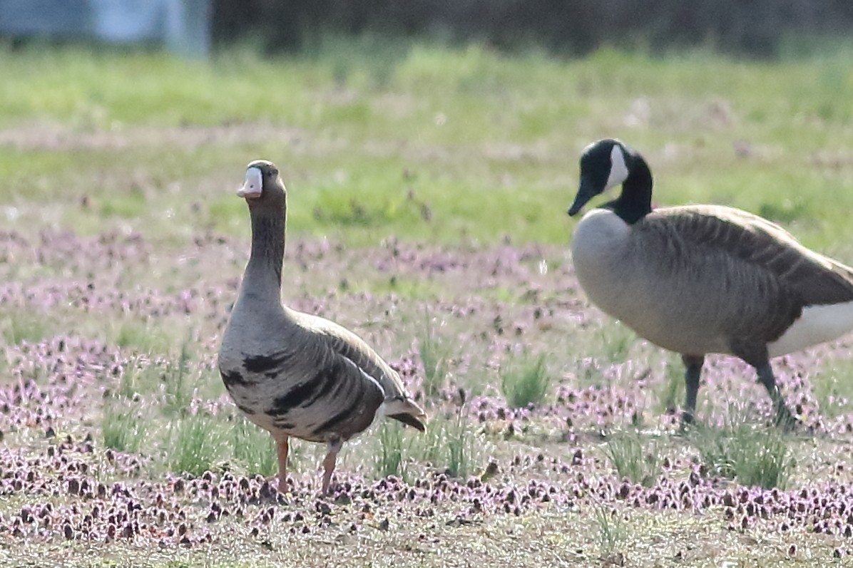 Greater White-fronted Goose - ML231115551