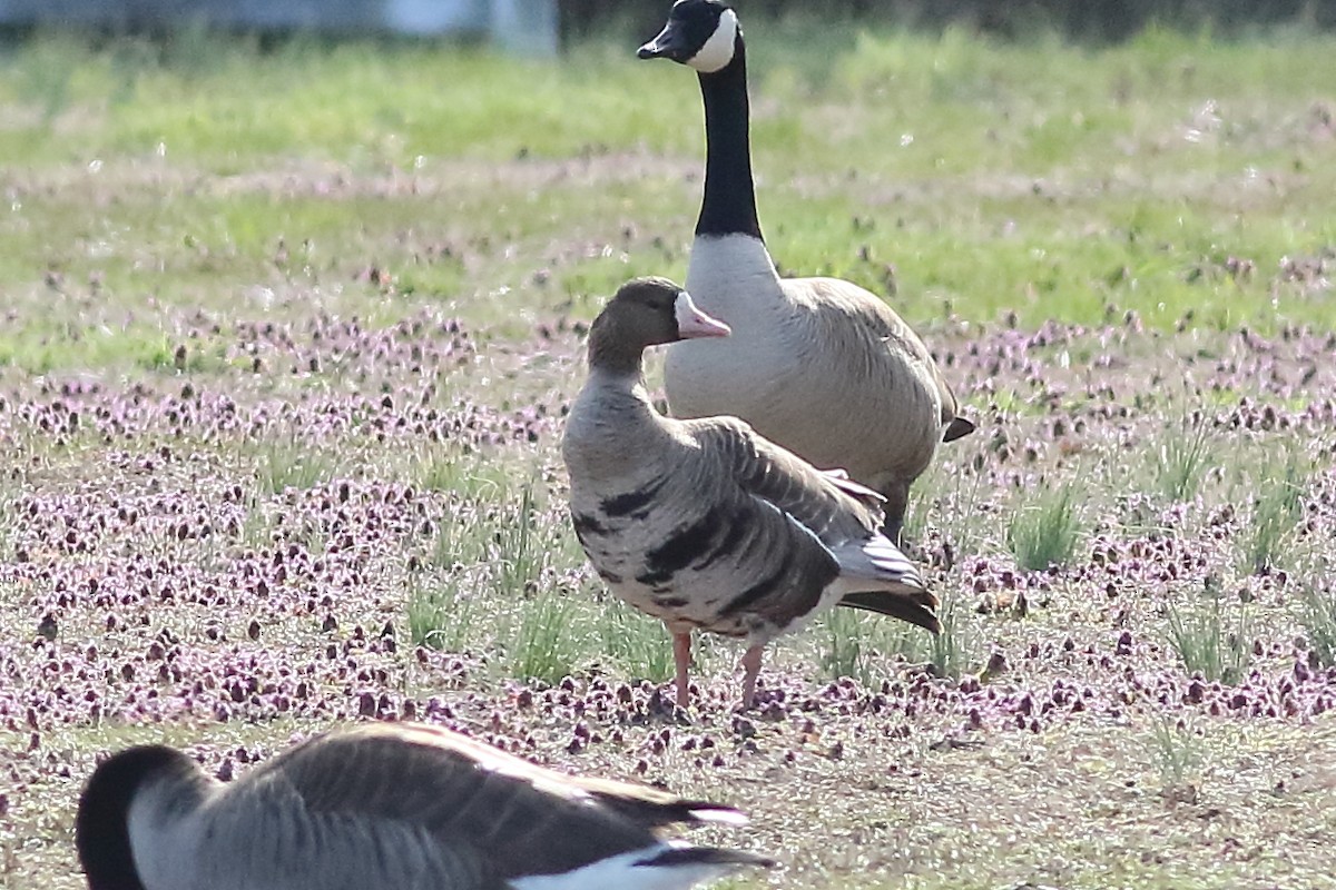 Greater White-fronted Goose - ML231115561