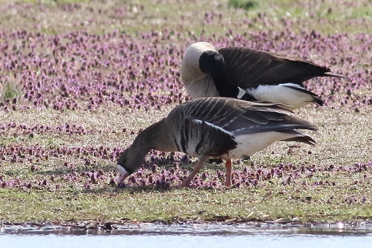 Greater White-fronted Goose - ML231115581