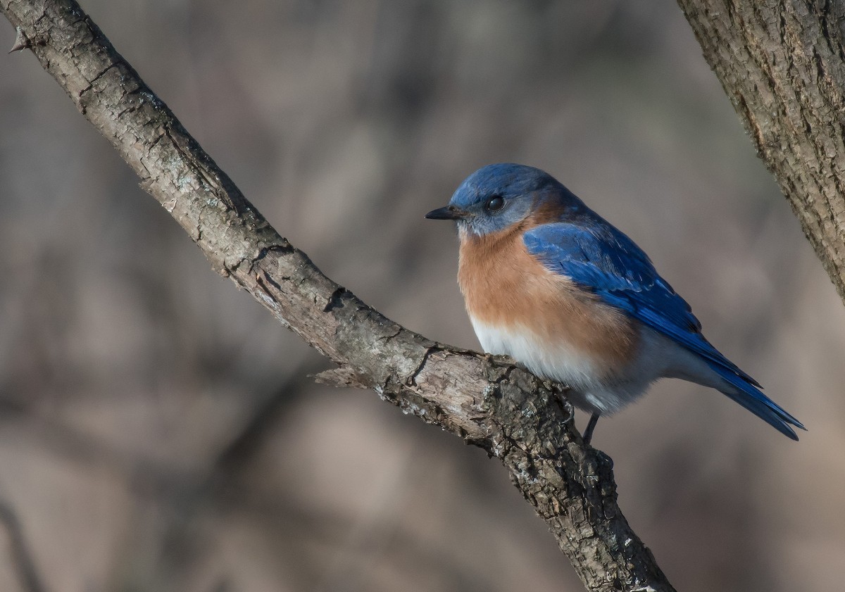 Eastern Bluebird - Kevin Couture