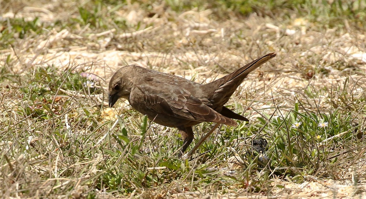 Brown-headed Cowbird - ML231125941