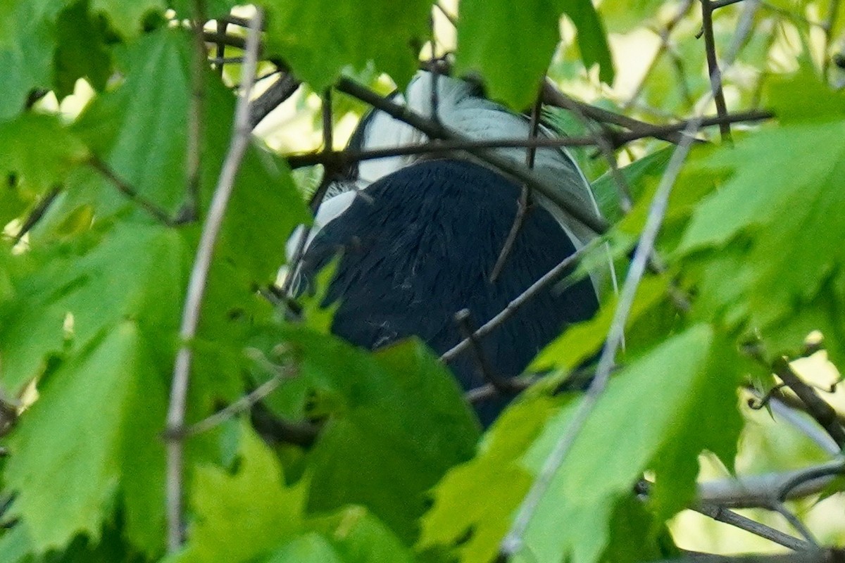 Black-crowned Night Heron - ML231126921
