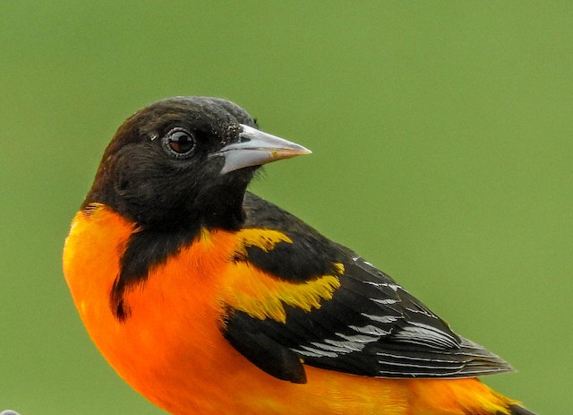 Baltimore Oriole - eBird