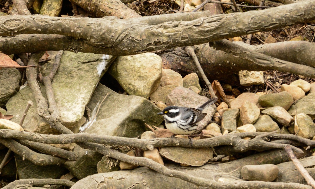 Black-throated Gray Warbler - ML231133291
