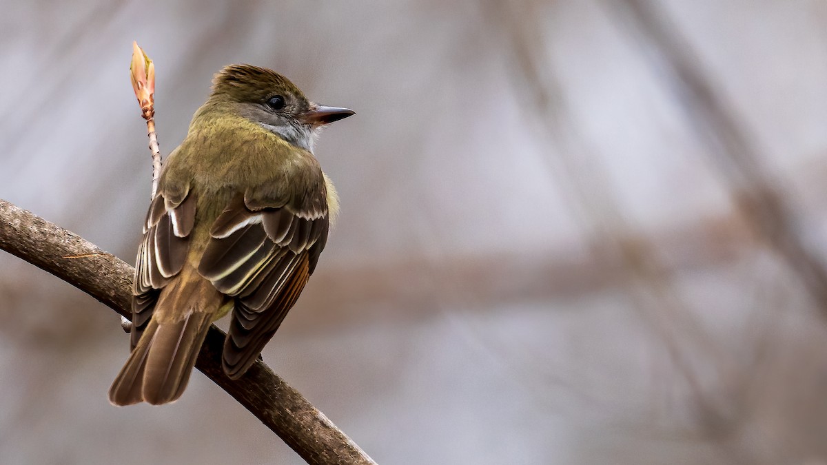 Great Crested Flycatcher - ML231134261