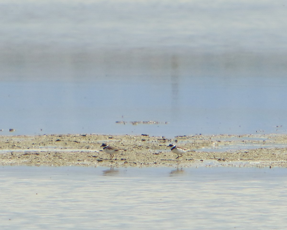 Semipalmated Plover - ML231138281