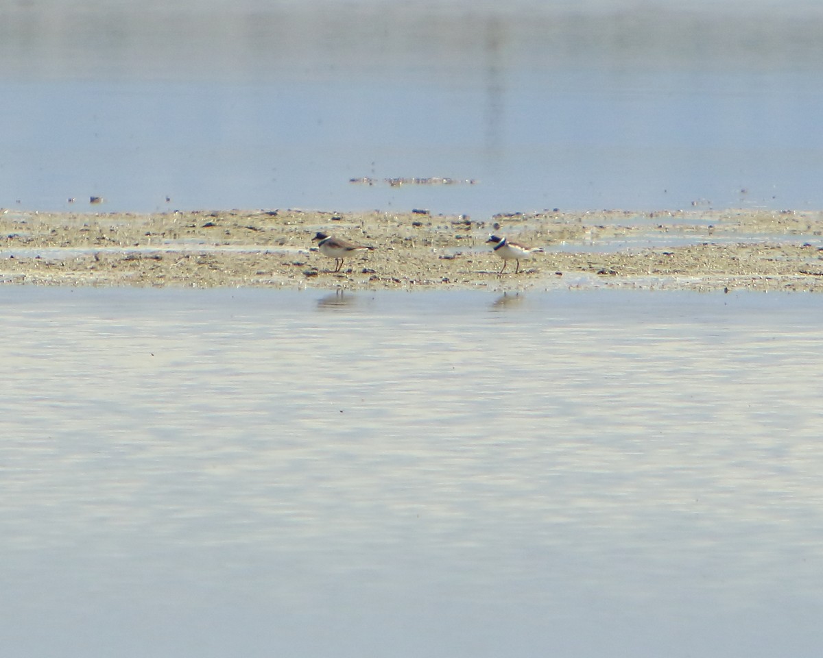 Semipalmated Plover - ML231138311