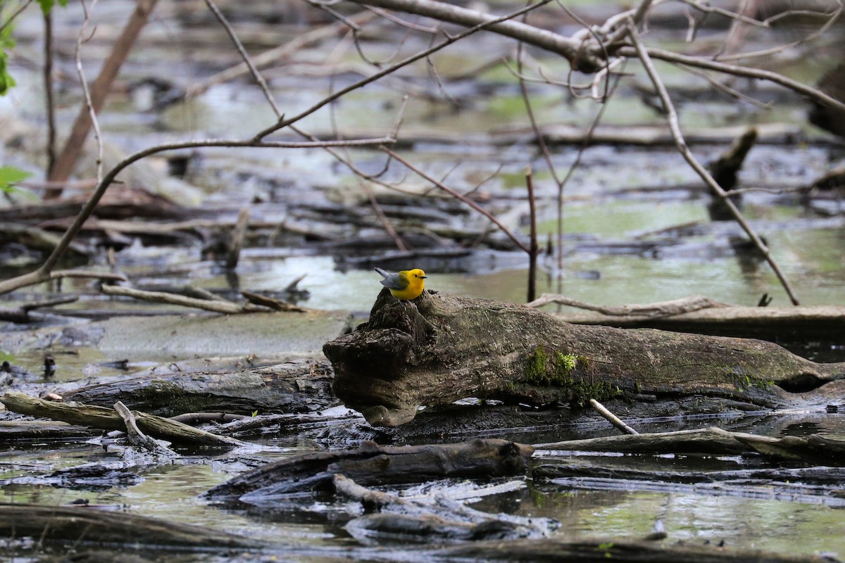 Prothonotary Warbler - ML231141991