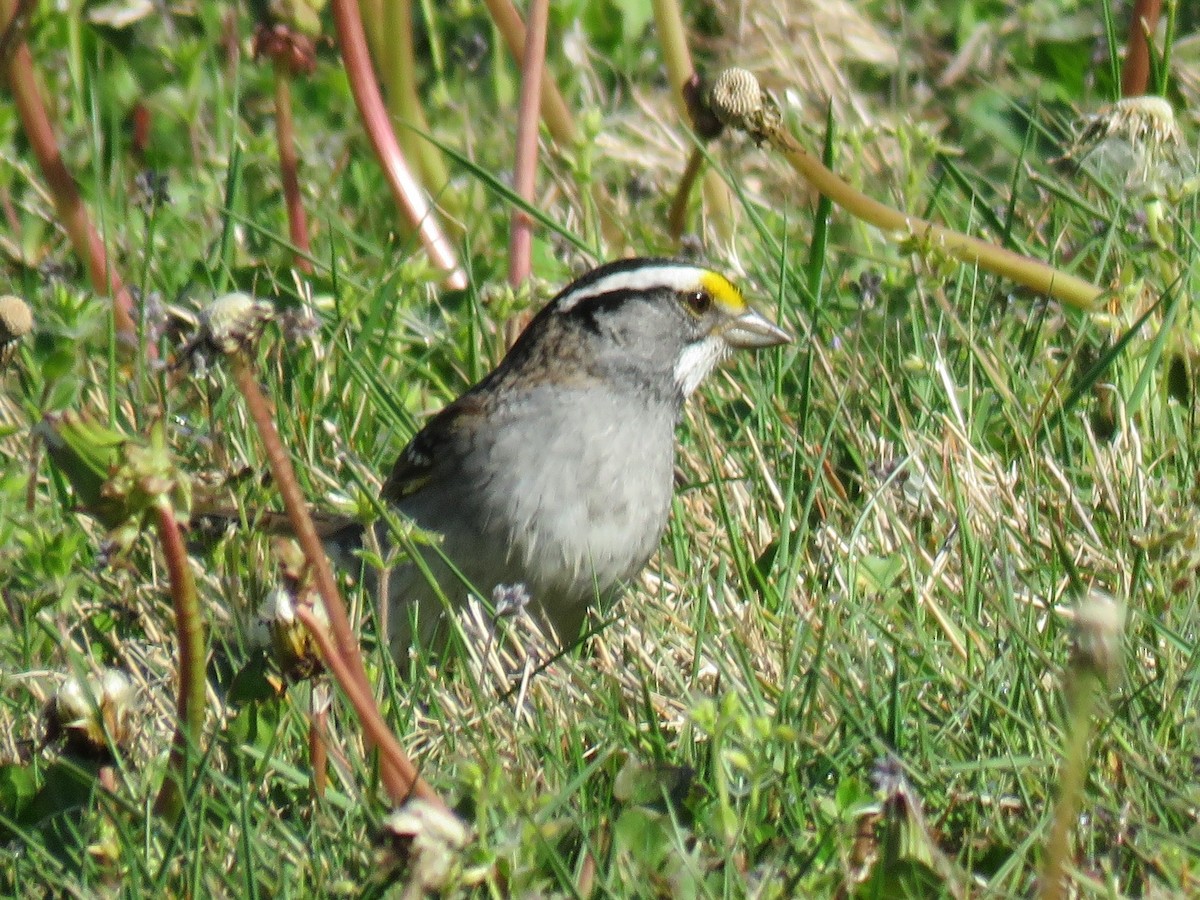 White-throated Sparrow - ML231143821