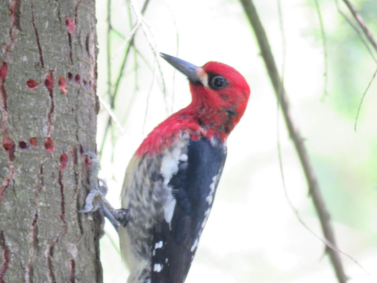 Red-breasted Sapsucker - ML231143911
