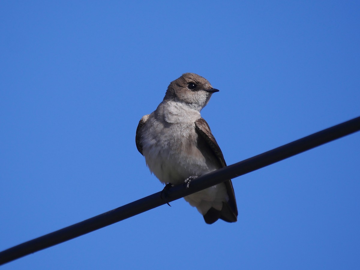 Northern Rough-winged Swallow - Jeffrey Thomas