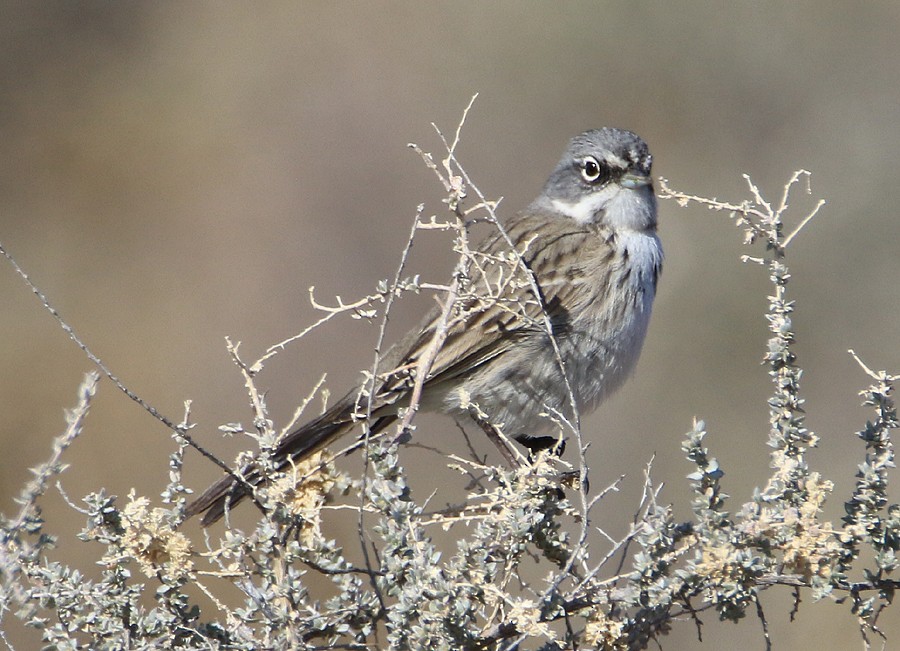 Sagebrush Sparrow - ML23114621