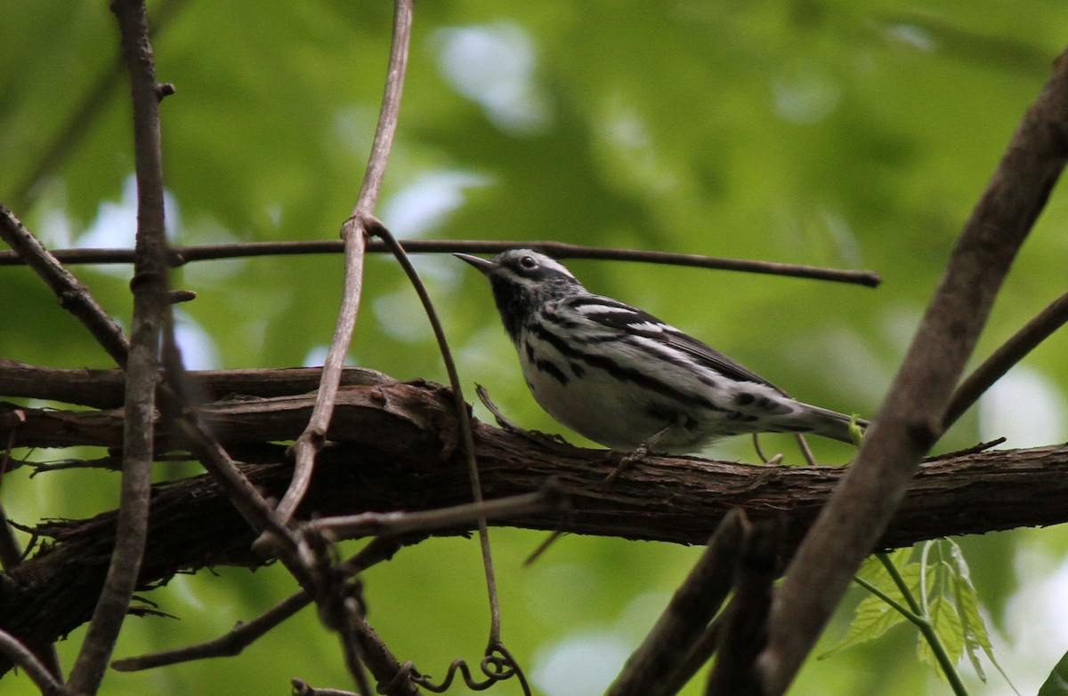 Black-and-white Warbler - ML231148201