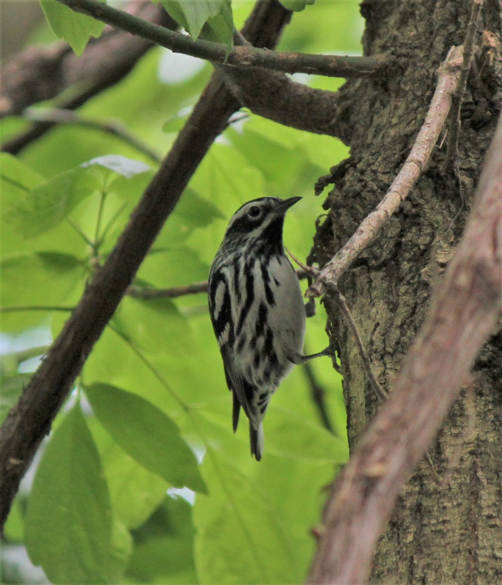 Black-and-white Warbler - ML231148211