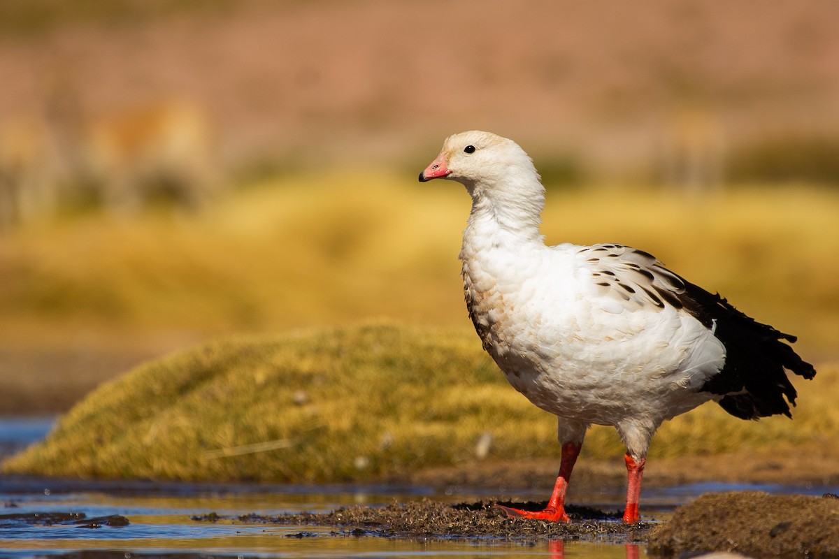 Andean Goose - ML231149941