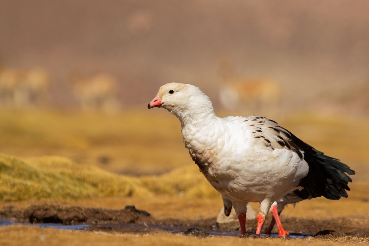 Andean Goose - ML231150051