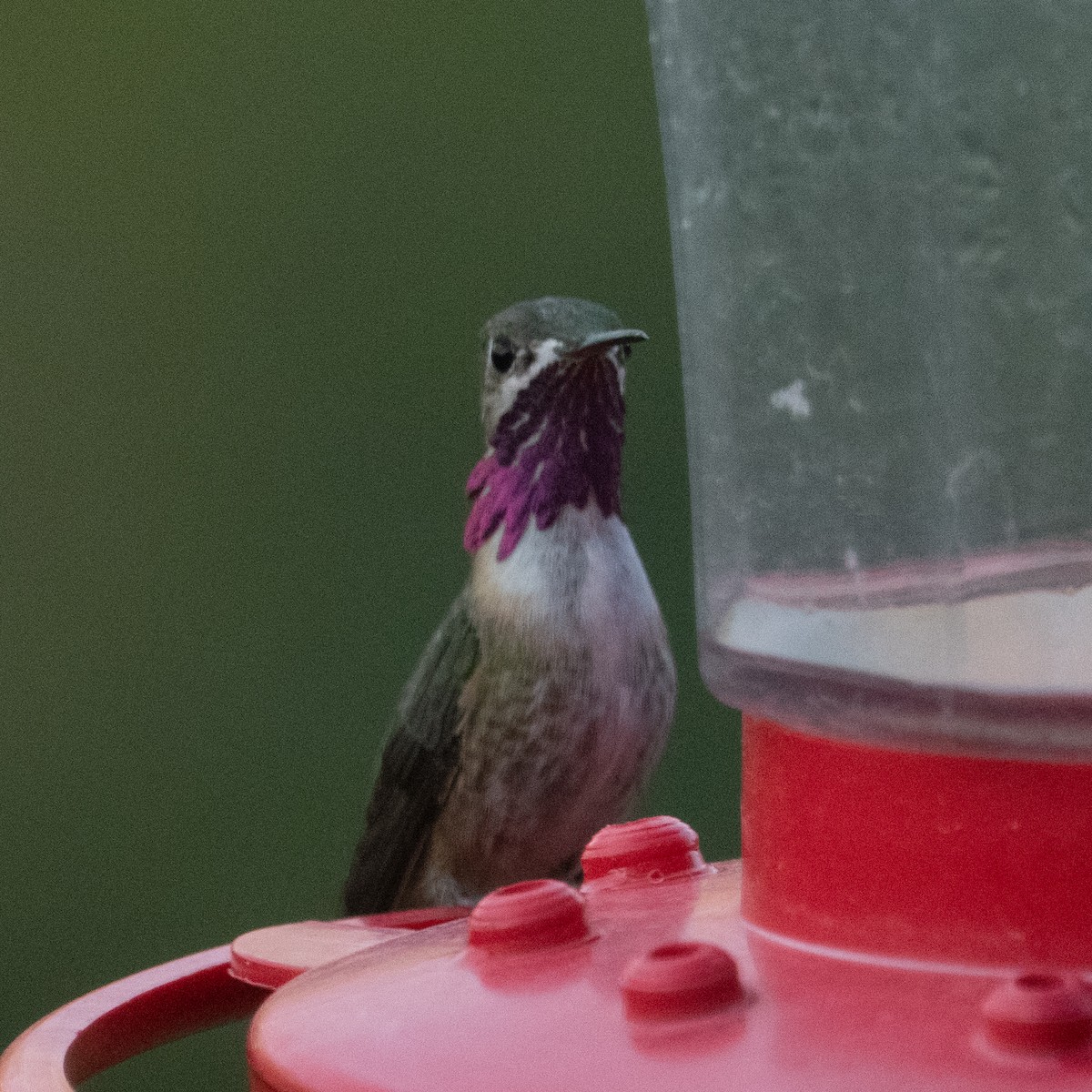Calliope Hummingbird - ML231152441