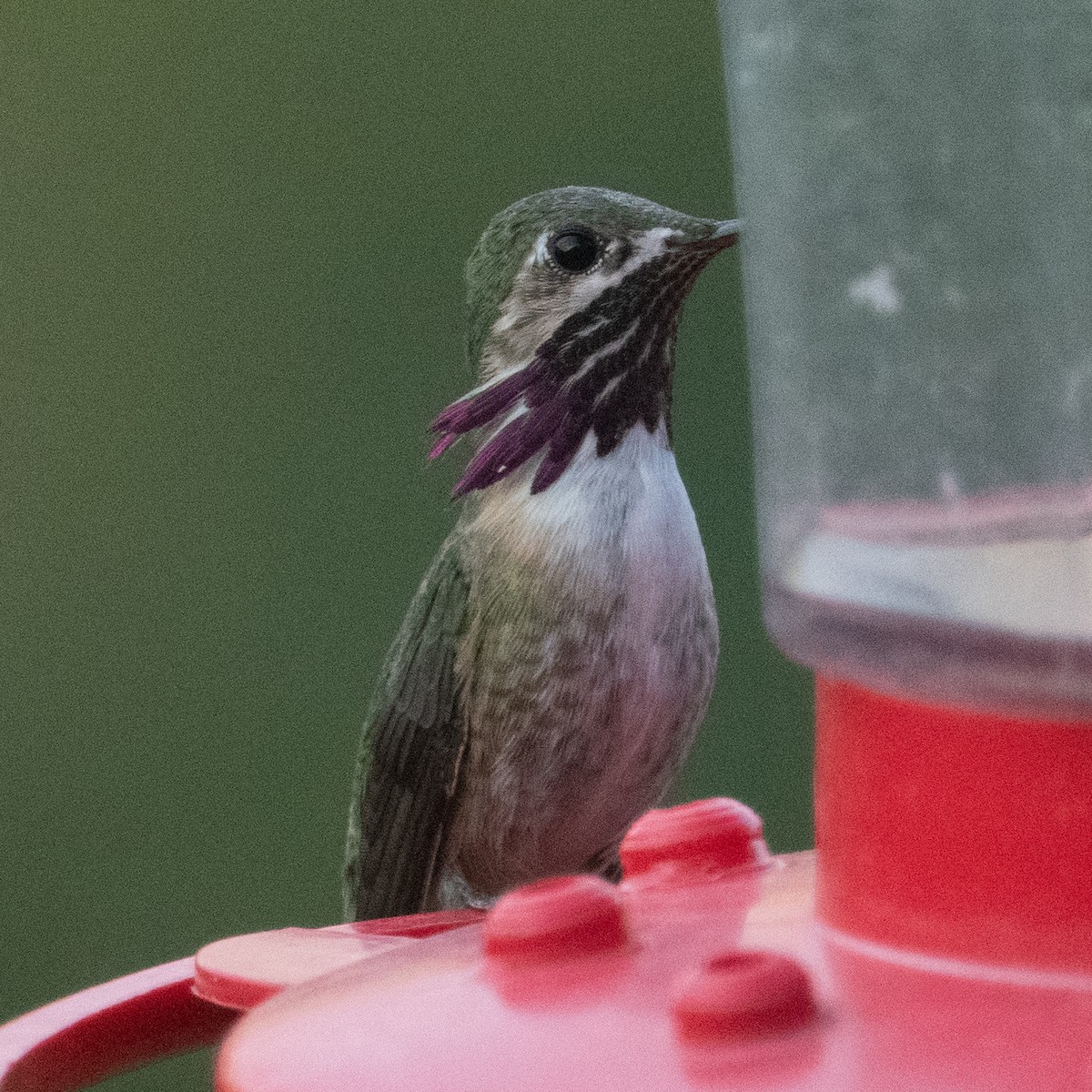 Calliope Hummingbird - ML231152511
