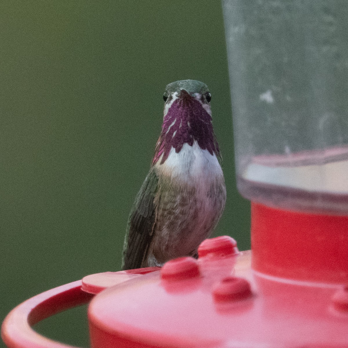 Calliope Hummingbird - ML231152591