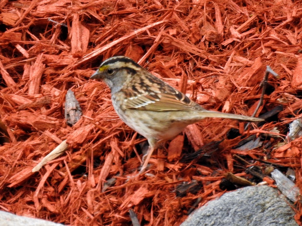 White-throated Sparrow - Don Hoppe
