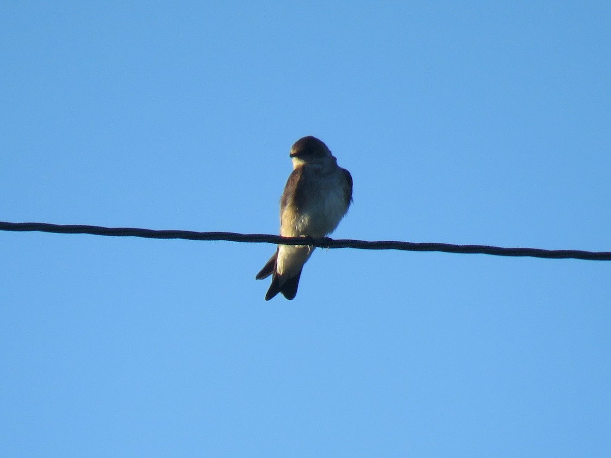 Northern Rough-winged Swallow - Robin Gurule