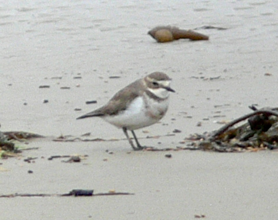 Double-banded Plover - ML231156441