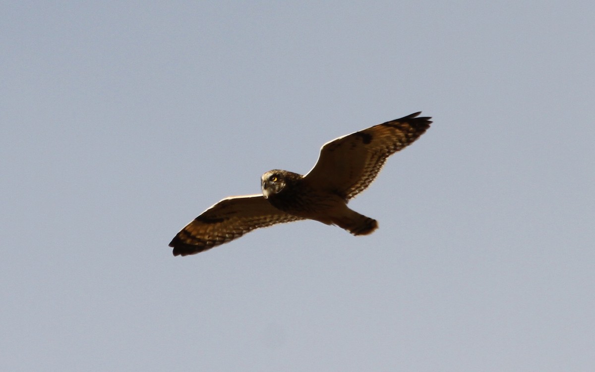 Short-eared Owl - ML23115671
